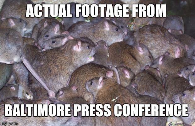 Not really but one showed up on fox 45 Baltimore |  ACTUAL FOOTAGE FROM; BALTIMORE PRESS CONFERENCE | image tagged in rats | made w/ Imgflip meme maker