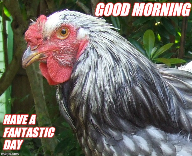Good morning | GOOD MORNING; HAVE A
FANTASTIC
DAY | image tagged in good morning chickens | made w/ Imgflip meme maker