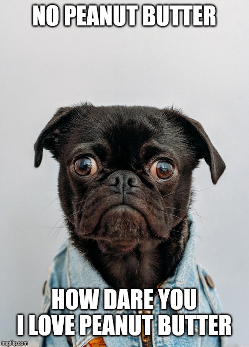 NO PEANUT BUTTER; HOW DARE YOU I LOVE PEANUT BUTTER | image tagged in dogs,pugs,peanut butter | made w/ Imgflip meme maker