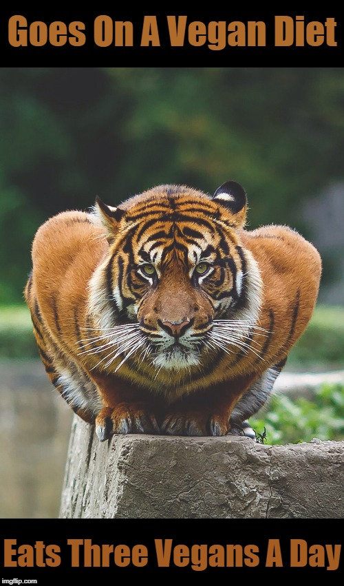 "Feels Fabulous" Tiger Week 3, July 27 - August 2 2019, a TigerLegend1046 event |  Goes On A Vegan Diet; Eats Three Vegans A Day | image tagged in memes,tiger week 3,cats,big cats,animals,tiger | made w/ Imgflip meme maker