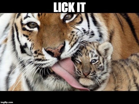 TIGER LICKING CUB | LICK IT | image tagged in tiger licking cub | made w/ Imgflip meme maker