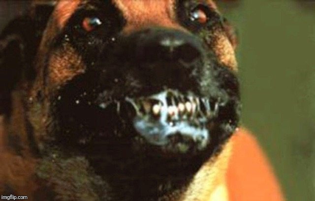 Rabid Dog | image tagged in rabid dog | made w/ Imgflip meme maker
