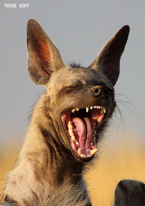 laughing hyena | image tagged in laughing hyena | made w/ Imgflip meme maker