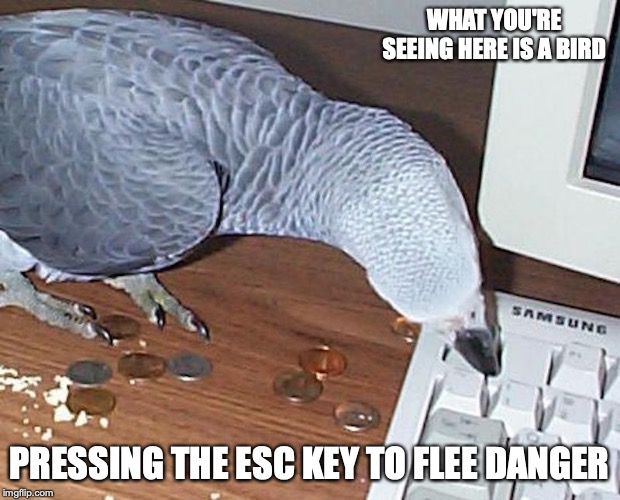 Bird Pressing Esc Key | WHAT YOU'RE SEEING HERE IS A BIRD; PRESSING THE ESC KEY TO FLEE DANGER | image tagged in escape,keyboard,memes,birds,computers | made w/ Imgflip meme maker