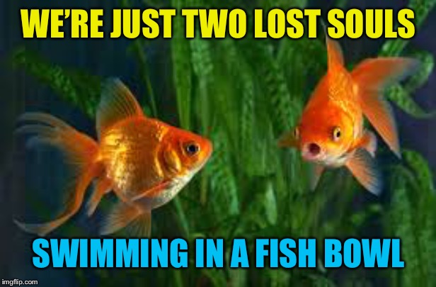 WE’RE JUST TWO LOST SOULS SWIMMING IN A FISH BOWL | made w/ Imgflip meme maker