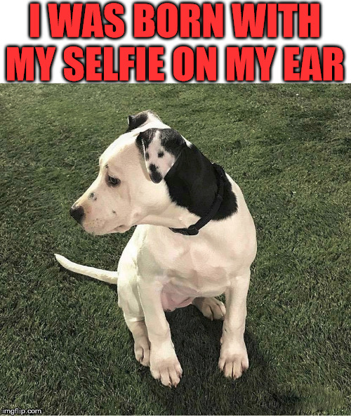 He wears his selfie | I WAS BORN WITH MY SELFIE ON MY EAR | image tagged in dog,selfie,cute dog | made w/ Imgflip meme maker