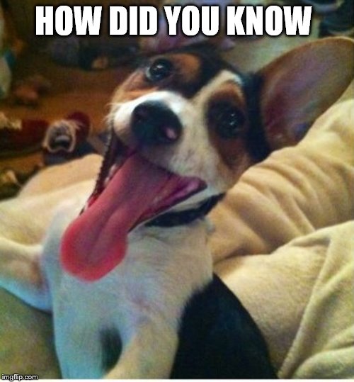 Dog with long tounge | HOW DID YOU KNOW | image tagged in dog with long tounge | made w/ Imgflip meme maker