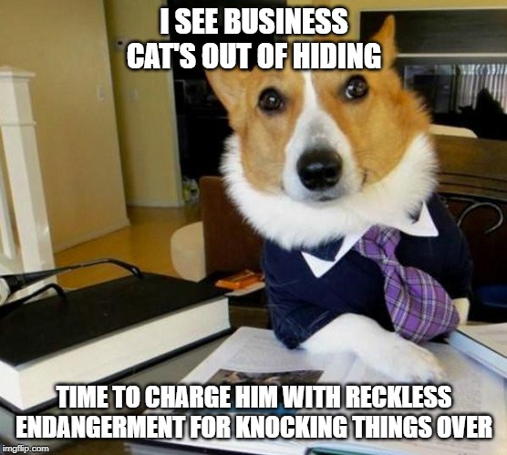Lawyer Corgi Dog | I SEE BUSINESS CAT'S OUT OF HIDING; TIME TO CHARGE HIM WITH RECKLESS ENDANGERMENT FOR KNOCKING THINGS OVER | image tagged in lawyer corgi dog | made w/ Imgflip meme maker