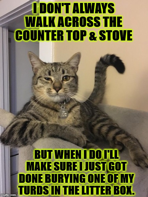 I DON'T ALWAYS | I DON'T ALWAYS WALK ACROSS THE COUNTER TOP & STOVE; BUT WHEN I DO I'LL MAKE SURE I JUST GOT DONE BURYING ONE OF MY TURDS IN THE LITTER BOX. | image tagged in i don't always | made w/ Imgflip meme maker