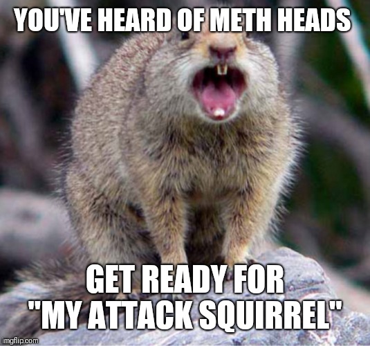 Squirrel | YOU'VE HEARD OF METH HEADS; GET READY FOR "MY ATTACK SQUIRREL" | image tagged in squirrel | made w/ Imgflip meme maker