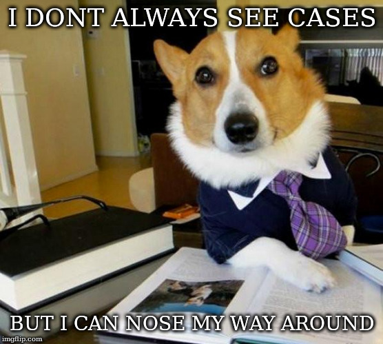 Lawyer Corgi Dog | I DONT ALWAYS SEE CASES; BUT I CAN NOSE MY WAY AROUND | image tagged in lawyer corgi dog | made w/ Imgflip meme maker