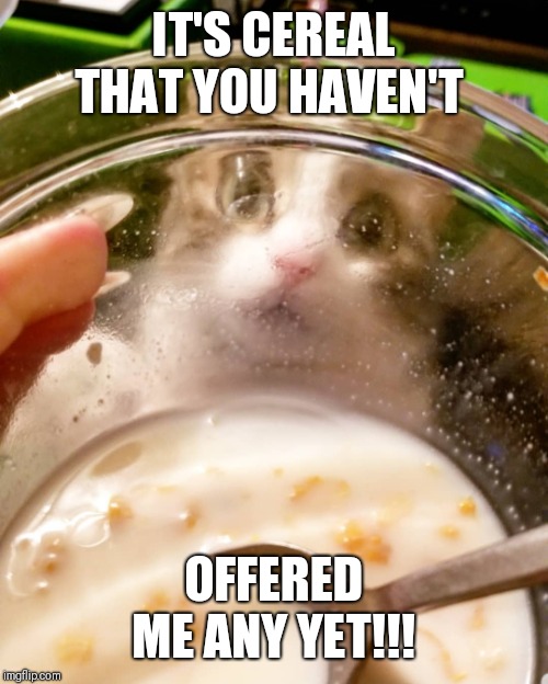 A surreal eating experience | IT'S CEREAL THAT YOU HAVEN'T; OFFERED ME ANY YET!!! | image tagged in cats,food,funny,hungry,cat | made w/ Imgflip meme maker