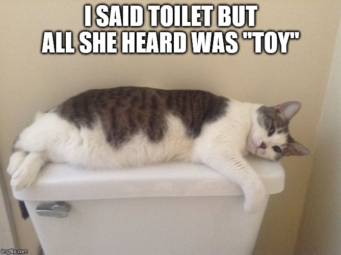 Toilet Cat | I SAID TOILET BUT ALL SHE HEARD WAS "TOY" | image tagged in toilet cat | made w/ Imgflip meme maker