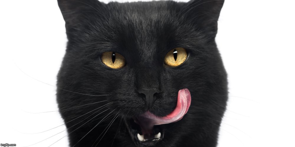 black cat eating | image tagged in black cat eating | made w/ Imgflip meme maker