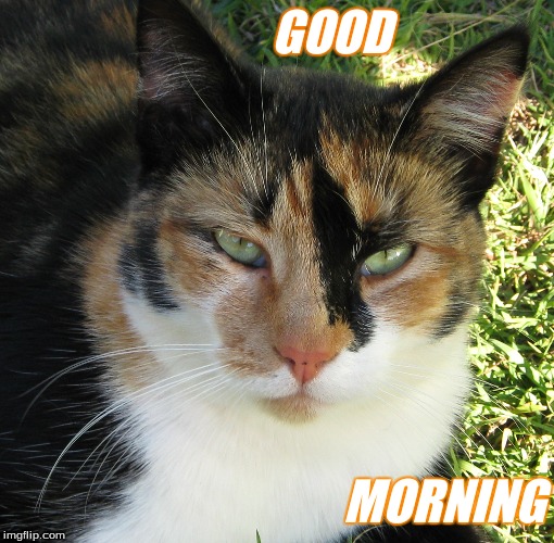 Good Morning | GOOD; MORNING | image tagged in good morning cats | made w/ Imgflip meme maker