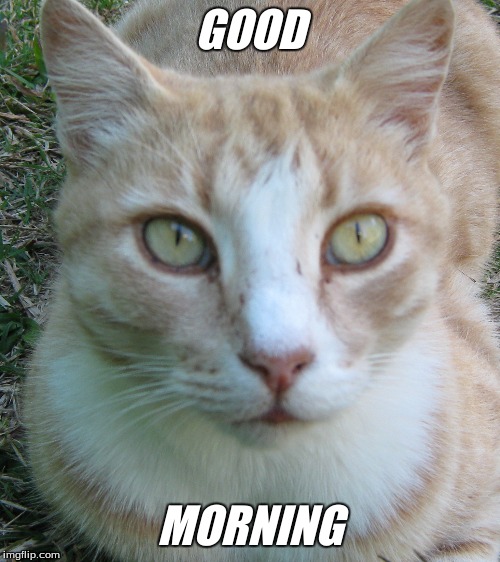 Good Morniing | GOOD; MORNING | image tagged in good morning cats,memes | made w/ Imgflip meme maker