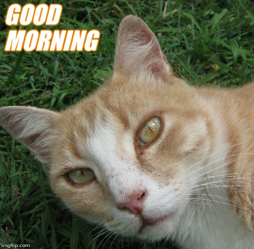 Good morning | GOOD  
MORNING | image tagged in good morning cats,memes | made w/ Imgflip meme maker