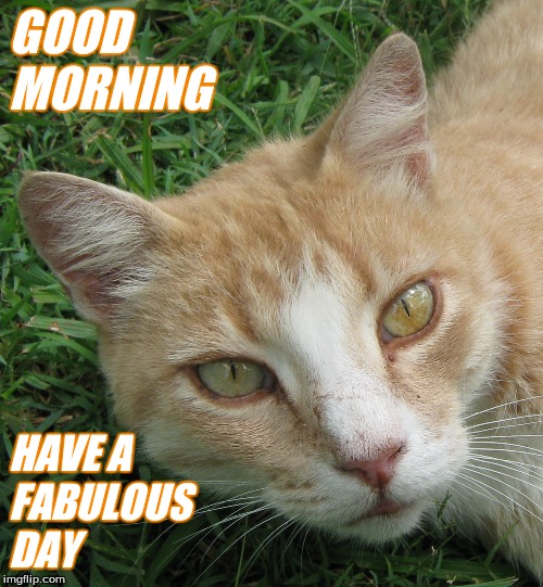 Good Morning | GOOD
MORNING; HAVE A 
FABULOUS 
DAY | image tagged in good morning cats | made w/ Imgflip meme maker