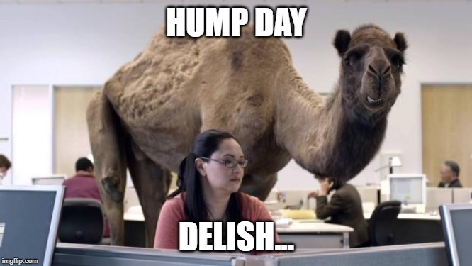 Hump Day Camel | HUMP DAY; DELISH... | image tagged in hump day camel | made w/ Imgflip meme maker