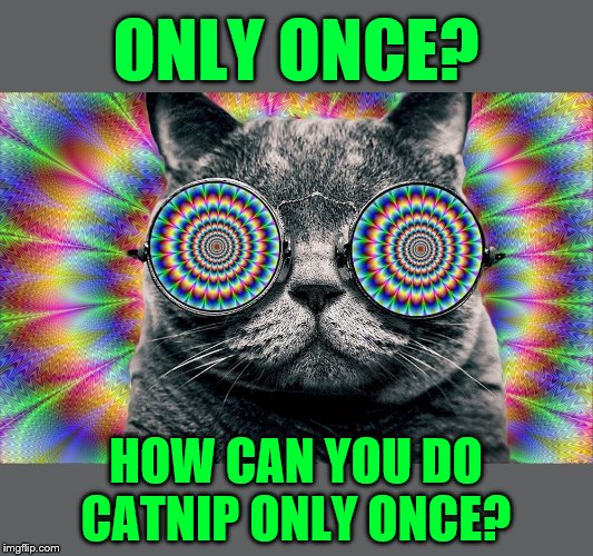 ONLY ONCE? HOW CAN YOU DO CATNIP ONLY ONCE? | made w/ Imgflip meme maker