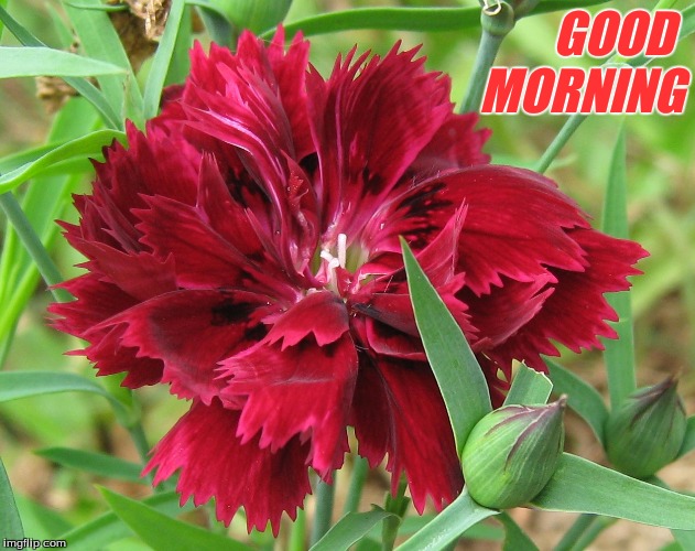 good morning | GOOD 
MORNING | image tagged in good morning flowers,memes | made w/ Imgflip meme maker
