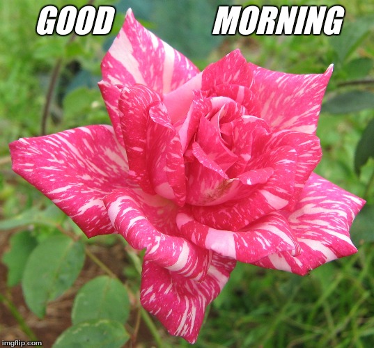 Good morning | GOOD                MORNING | image tagged in good morning flowers,memes | made w/ Imgflip meme maker