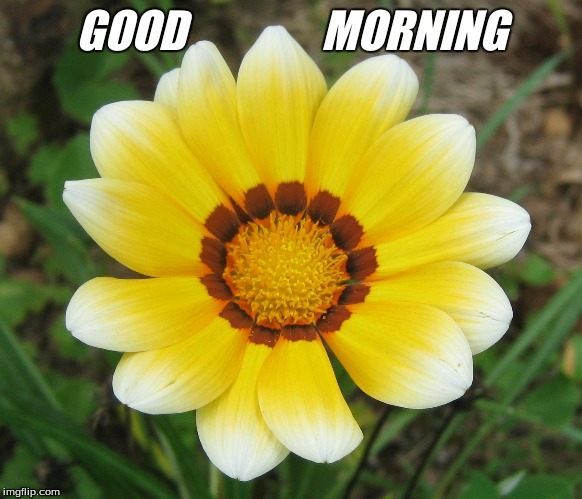 Good morning | GOOD               MORNING | image tagged in good morning flowers,memes | made w/ Imgflip meme maker
