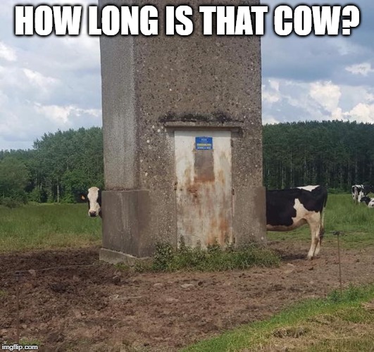 Long Cow | HOW LONG IS THAT COW? | image tagged in long cow | made w/ Imgflip meme maker