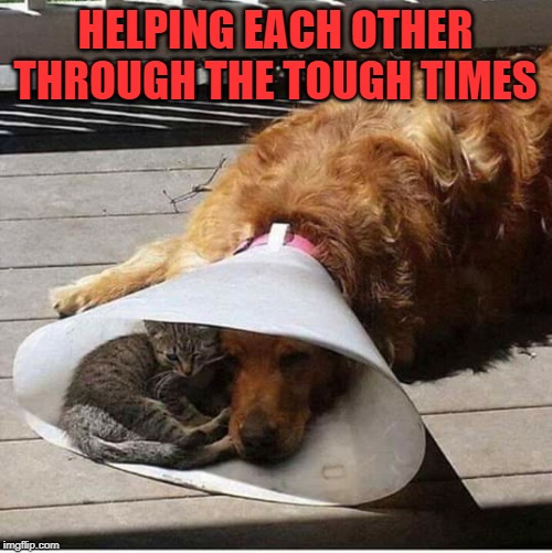 A friend in need | HELPING EACH OTHER THROUGH THE TOUGH TIMES | image tagged in a friend in need | made w/ Imgflip meme maker