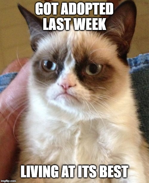 GOT ADOPTED LAST WEEK LIVING AT ITS BEST | image tagged in memes,grumpy cat | made w/ Imgflip meme maker