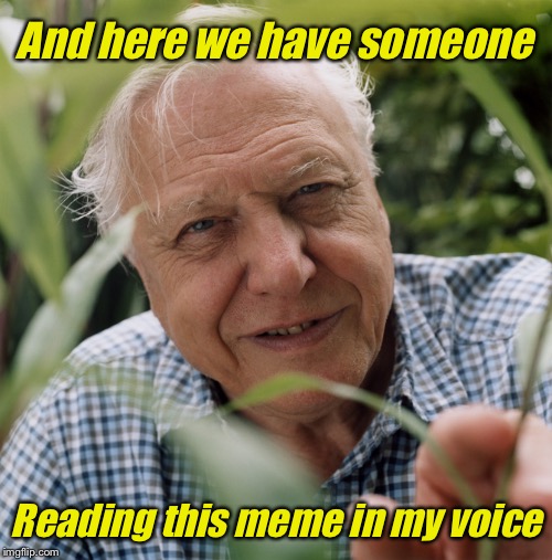 Sir David Attenborough | And here we have someone; Reading this meme in my voice | image tagged in sir david attenborough | made w/ Imgflip meme maker
