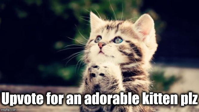 Cute kitten |  Upvote for an adorable kitten plz | image tagged in cute kitten | made w/ Imgflip meme maker