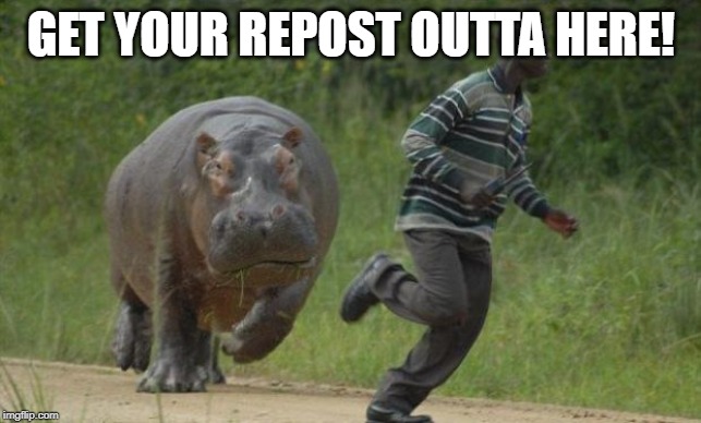hippo chase | GET YOUR REPOST OUTTA HERE! | image tagged in hippo chase | made w/ Imgflip meme maker
