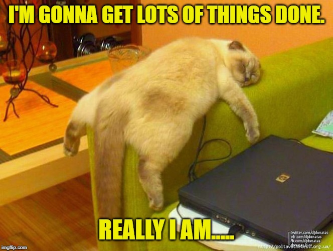 sleeping cat | I'M GONNA GET LOTS OF THINGS DONE. REALLY I AM..... | image tagged in sleeping cat | made w/ Imgflip meme maker