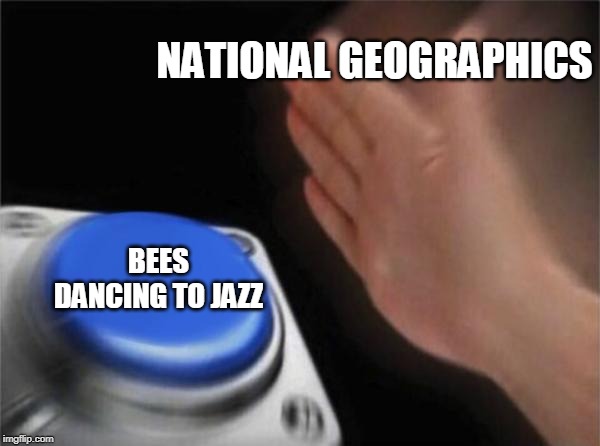 Blank Nut Button | NATIONAL GEOGRAPHICS; BEES DANCING TO JAZZ | image tagged in memes,blank nut button | made w/ Imgflip meme maker
