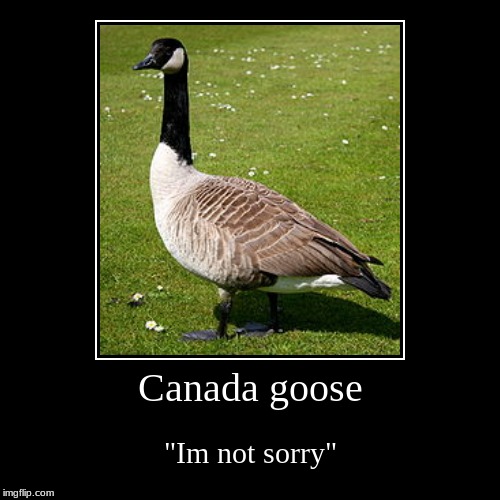 Im Not sorry. | image tagged in funny,demotivationals,canadians | made w/ Imgflip demotivational maker