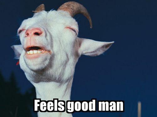 image tagged in funny,animals