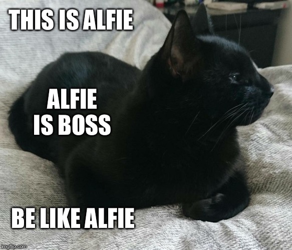 Alfie | THIS IS ALFIE; ALFIE IS BOSS; BE LIKE ALFIE | image tagged in alfie | made w/ Imgflip meme maker