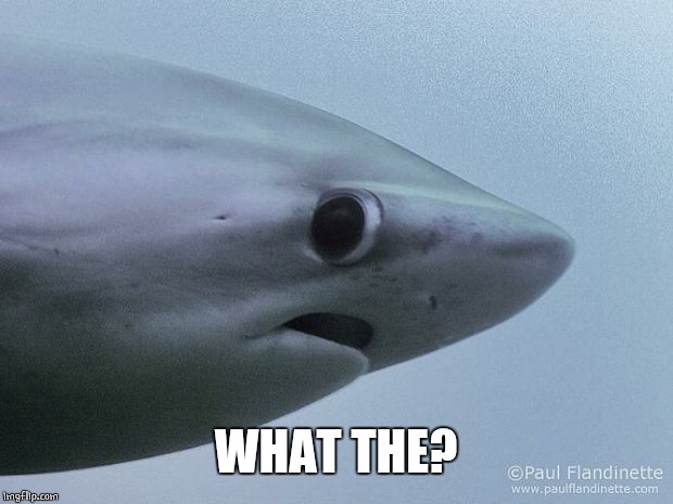 Awkward Shark | WHAT THE? | image tagged in awkward shark | made w/ Imgflip meme maker