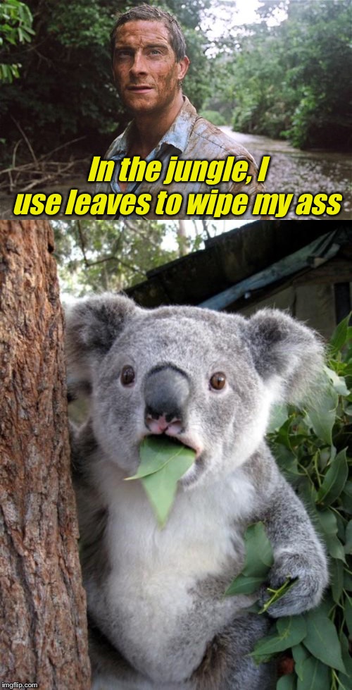 In the jungle, I use leaves to wipe my ass | image tagged in memes,surprised koala,bear grylls | made w/ Imgflip meme maker