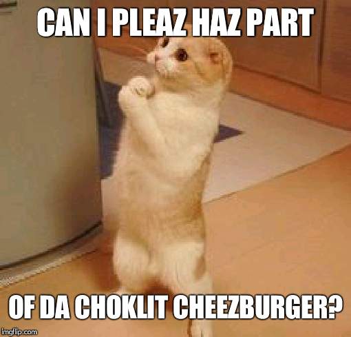 lolcats3700 | CAN I PLEAZ HAZ PART; OF DA CHOKLIT CHEEZBURGER? | image tagged in lolcats3700 | made w/ Imgflip meme maker