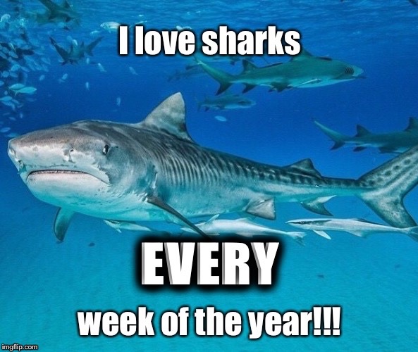image tagged in shark week,shark | made w/ Imgflip meme maker