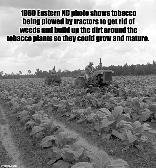1960 Eastern NC photo shows tobacco being plowed by tractors to get rid of weeds and build up the dirt around the tobacco plants so they could grow and mature. | image tagged in farm,farmers,tobacco farmers,tobacco,eastern nc | made w/ Imgflip meme maker