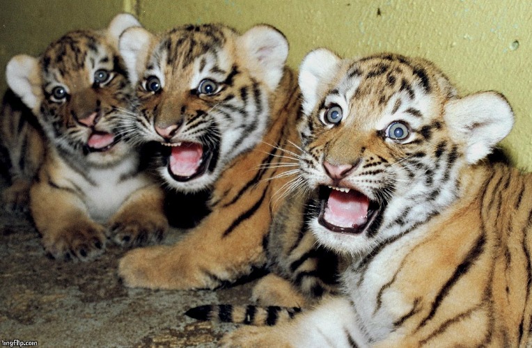 SCARED TIGER CUBS | image tagged in scared tiger cubs | made w/ Imgflip meme maker