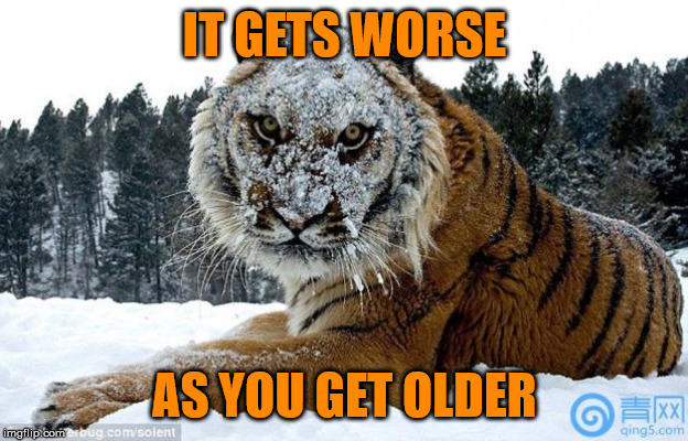 Cocaine Tiger | IT GETS WORSE AS YOU GET OLDER | image tagged in cocaine tiger | made w/ Imgflip meme maker
