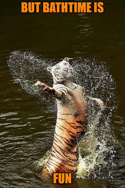 Fabulous Tiger | BUT BATHTIME IS FUN | image tagged in fabulous tiger | made w/ Imgflip meme maker