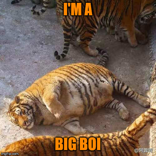 Fat Tiger | I'M A BIG BOI | image tagged in fat tiger | made w/ Imgflip meme maker