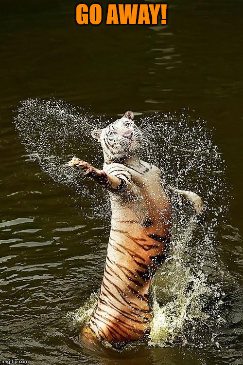 Fabulous Tiger | GO AWAY! | image tagged in fabulous tiger | made w/ Imgflip meme maker