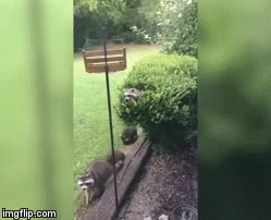 Wonder if they Were Looking for Hot Dogs? | image tagged in gifs,racoon | made w/ Imgflip video-to-gif maker