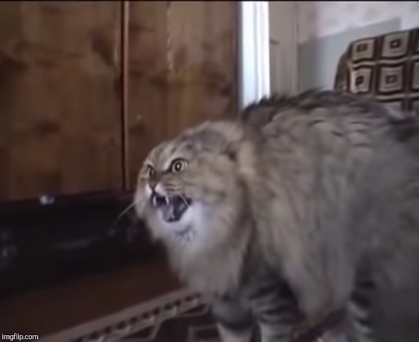 Hissing cat | image tagged in hissing cat | made w/ Imgflip meme maker